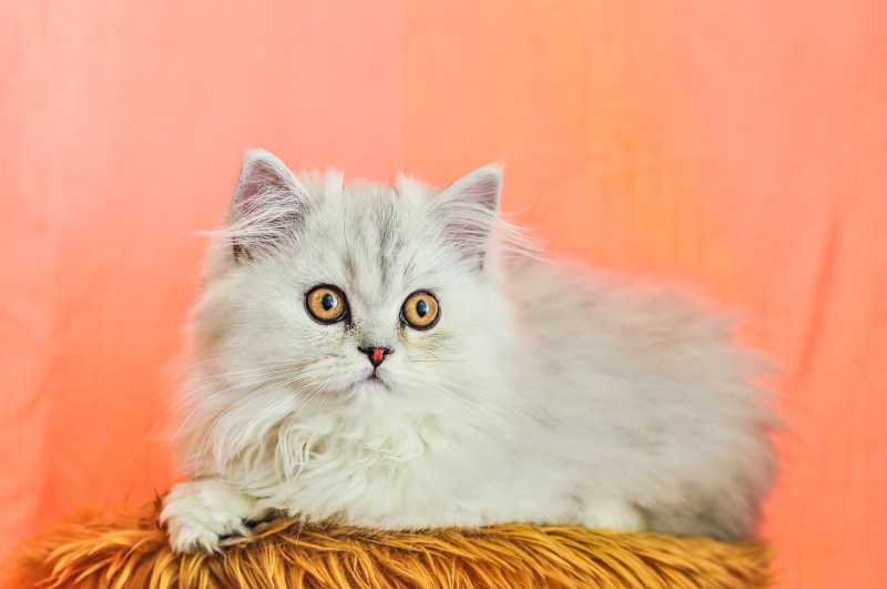 可爱的白色小猫