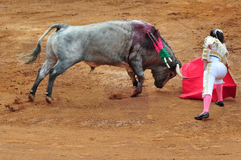 一个马特多和一头公牛在僵局中参与墨西哥城的斗牛战斗