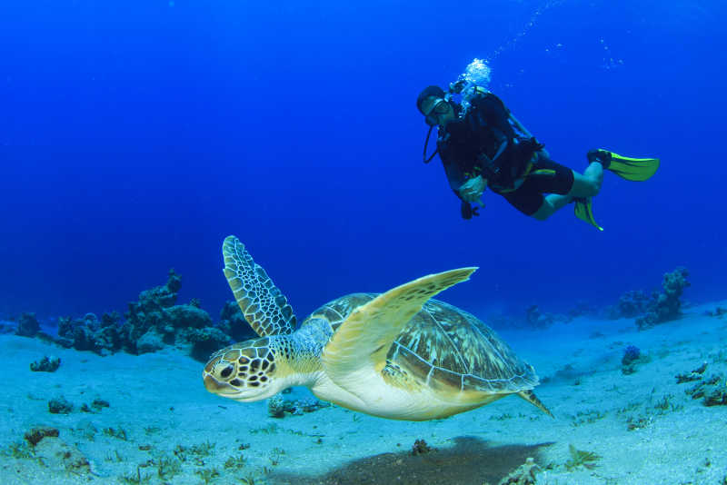 蓝色海洋中追踪绿海龟的潜水者