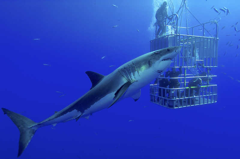 大白鲨与笼子中的潜水员