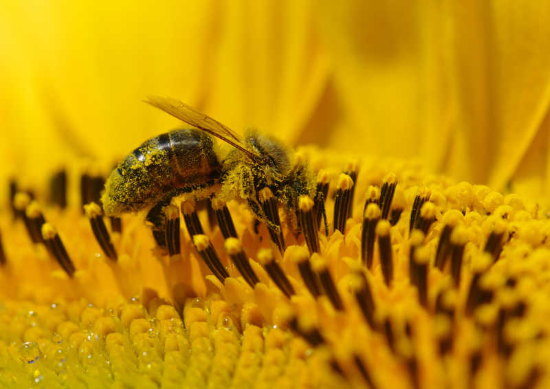向日葵中正采蜜的蜜蜂