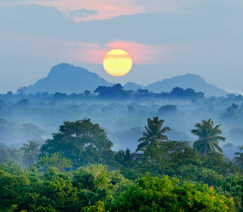 热带雨林的日出