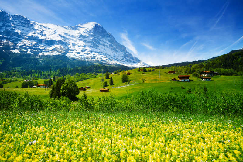 美丽的瑞士山和黄花田野