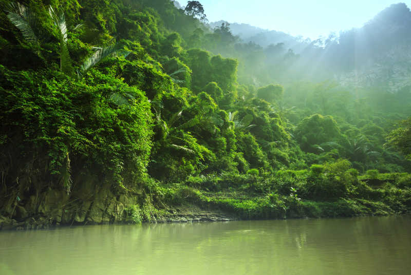 越南丛林