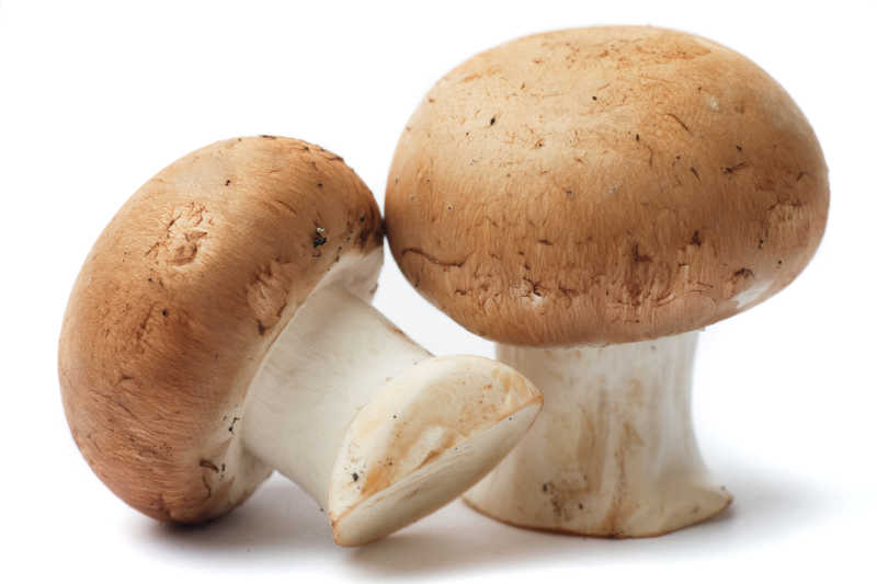 白色背景下相依靠的蘑菇