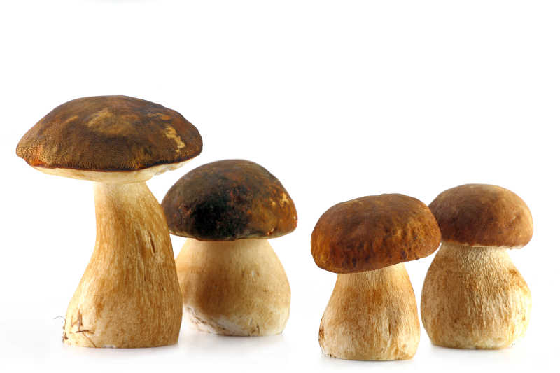 白色背景下的四个蘑菇