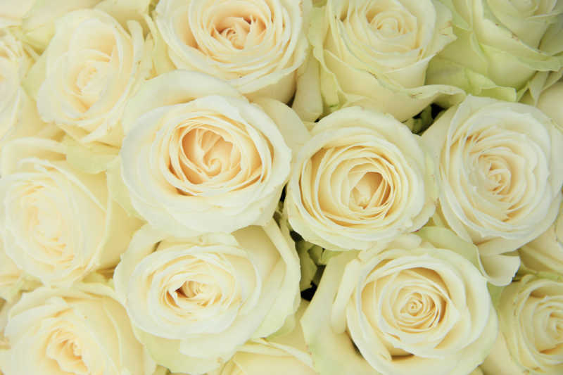 婚礼装饰白色玫瑰花