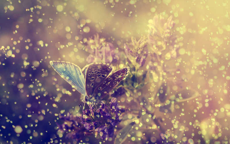 停在紫色花朵上的蝴蝶