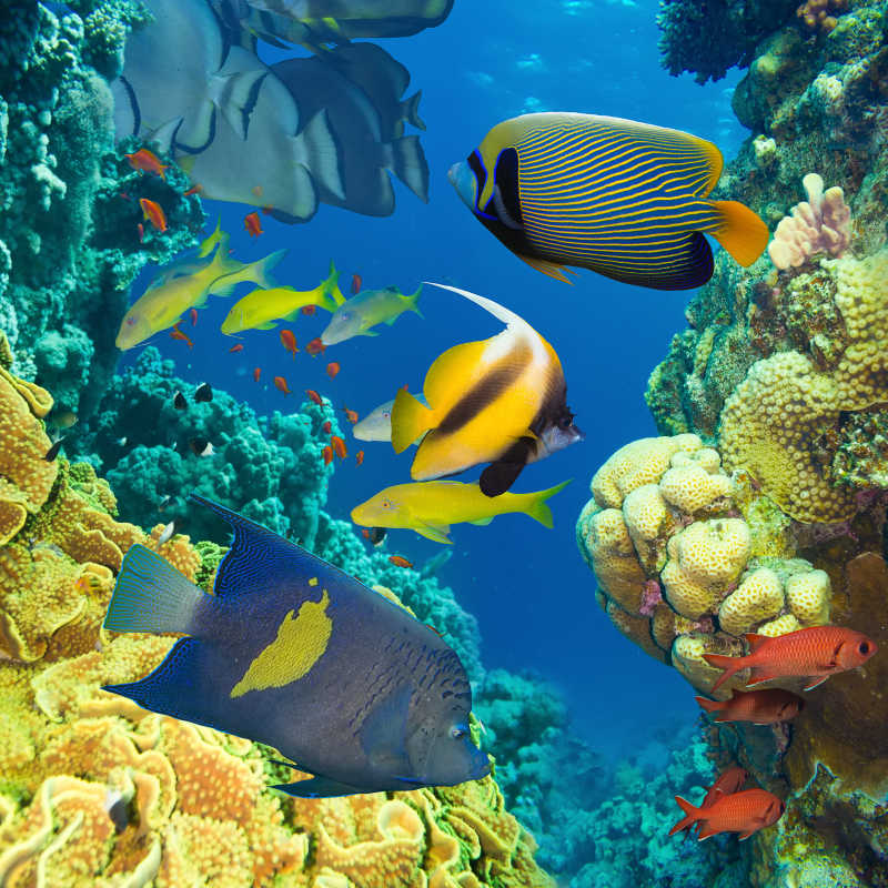 海底的珊瑚与热带鱼
