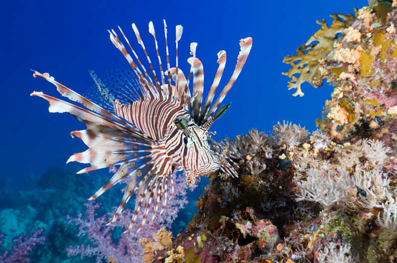 海底美丽的鱼和珊瑚