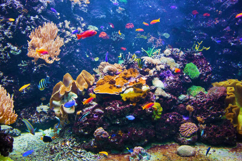 美丽的海底鱼群与珊瑚