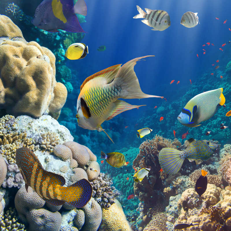 美丽的海底珊瑚热带鱼