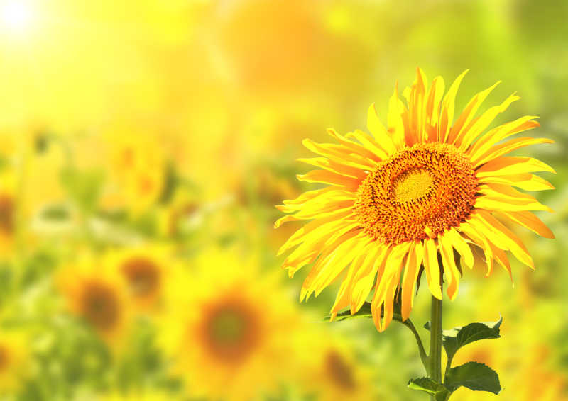 黄色迎着阳光的向日葵