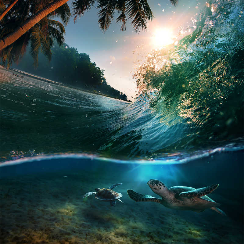 海浪中大海龟在水下潜水