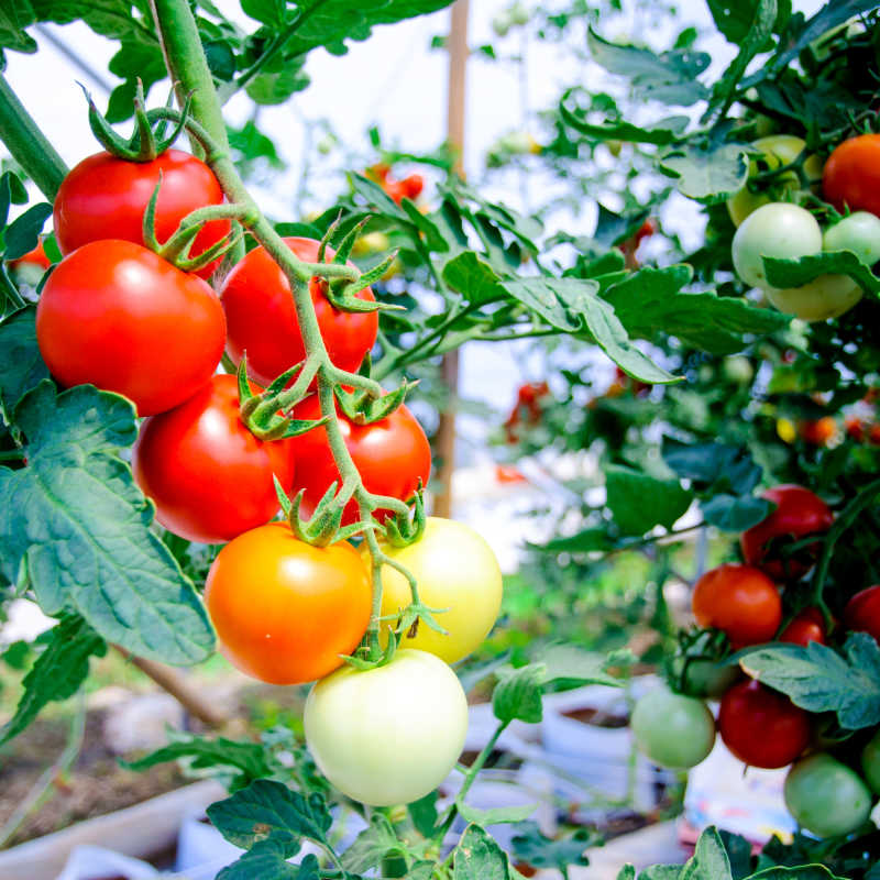 温室里成熟的和未成熟的西红柿