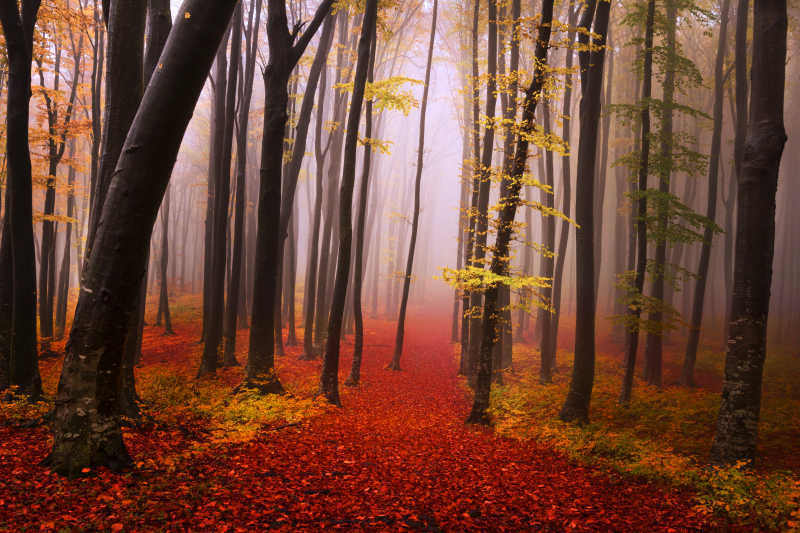 秋天起雾的森林小路