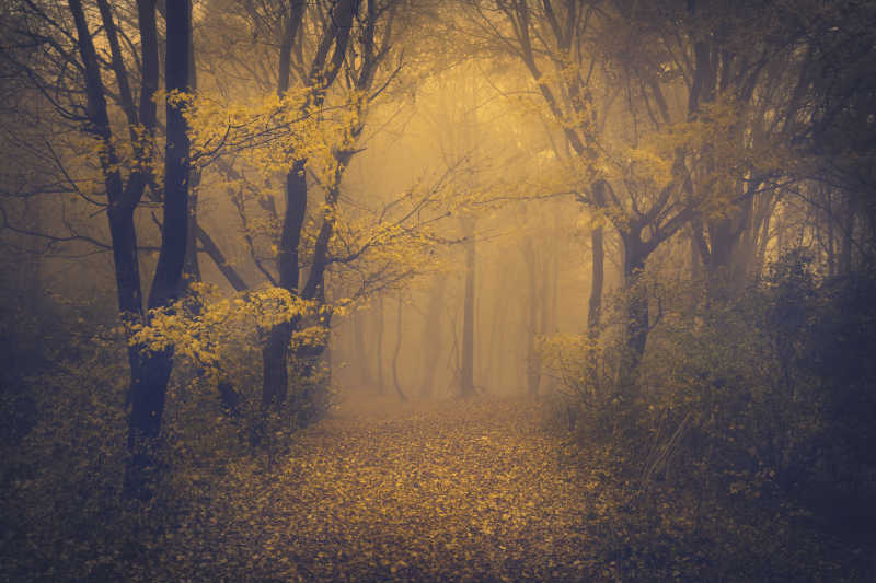 秋天里起雾的森林