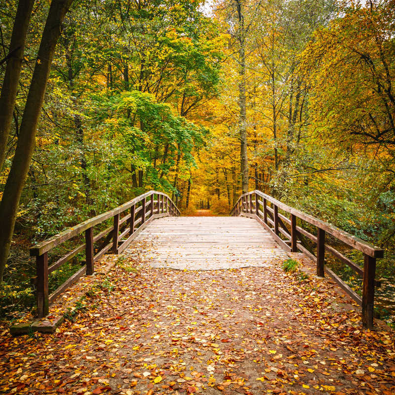 秋天公园里的小木桥