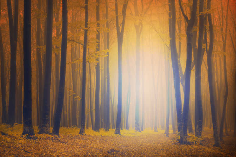 秋天朦胧的神秘森林