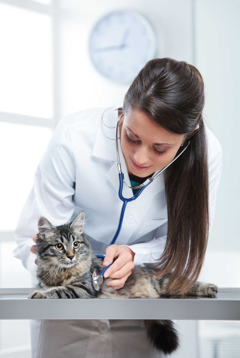 检查猫咪健康的兽医