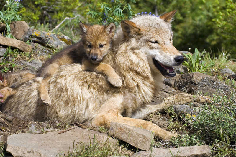 在母亲背上的灰狼崽