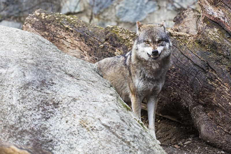 岩石上一头愤怒的灰狼