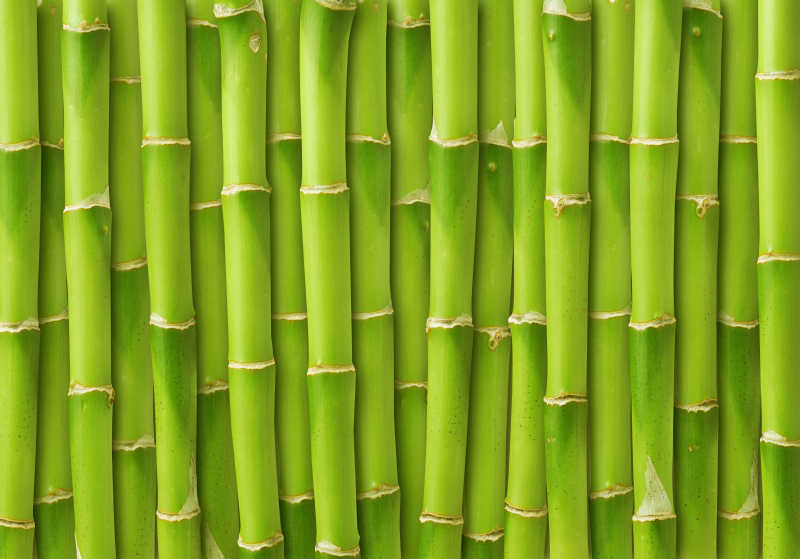 嫩绿色的竹子