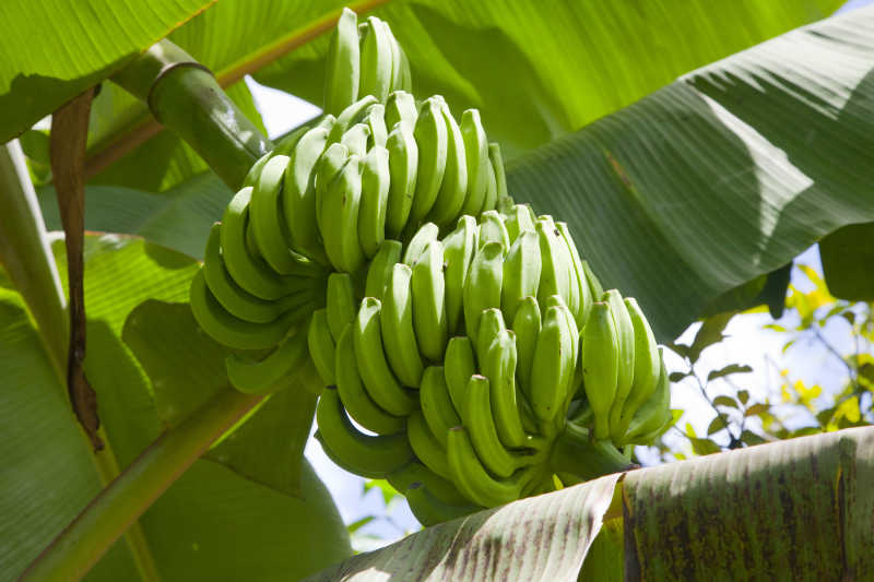 香蕉树上未成熟的香蕉
