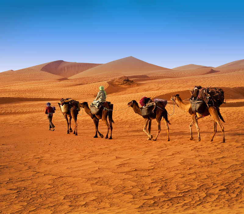 沙漠上的骆驼与人类
