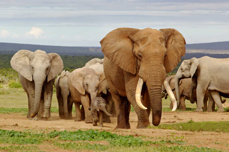 草原上的非洲大象
