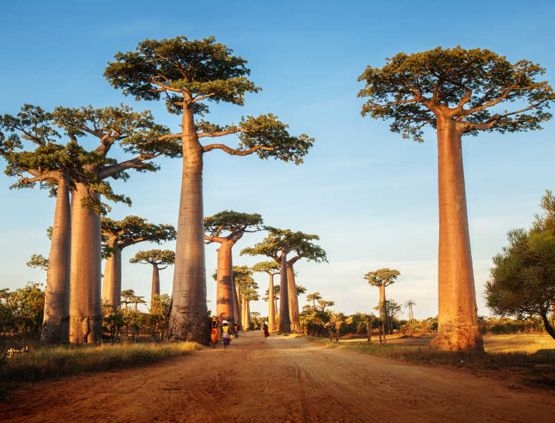 非洲树木