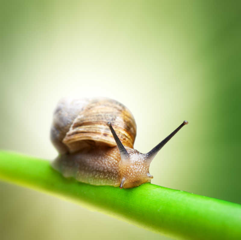 绿色植物茎上的小蜗牛