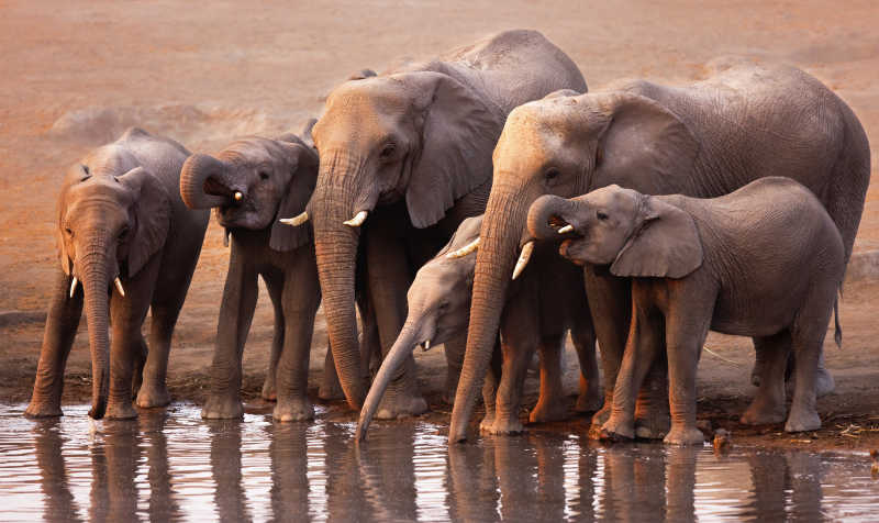 喝水的大象群