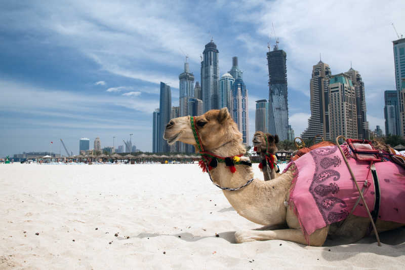 迪拜城市背景下跪在沙漠上的骆驼