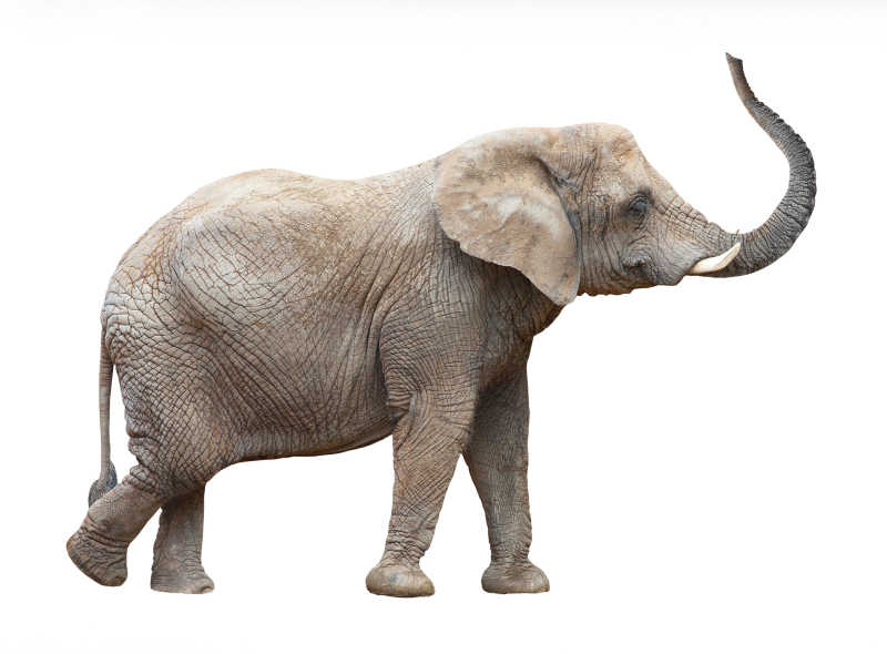 白色背景下的非洲大象