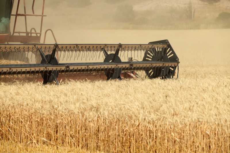 黄色麦田背景下正在收小麦的农业联合收割机