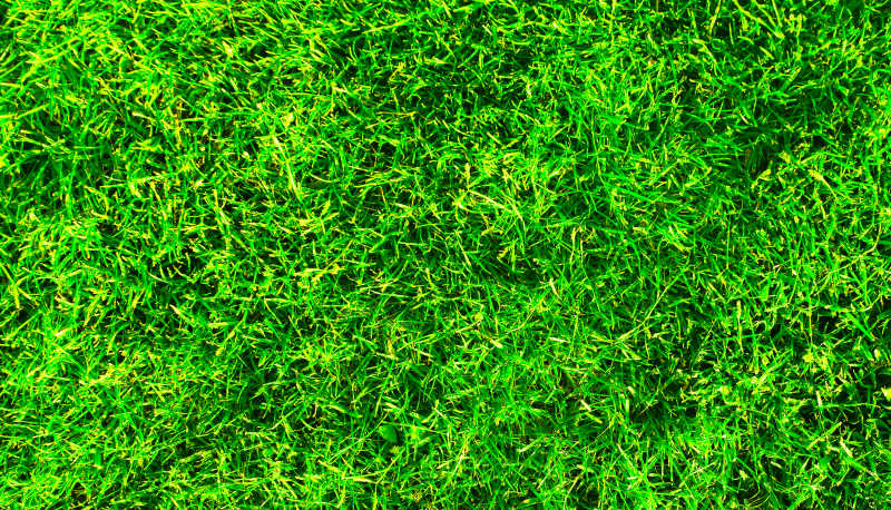 鲜艳的绿色草地