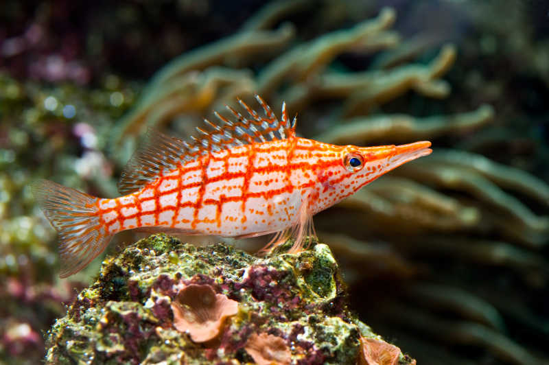 一条红色的热带海洋鱼