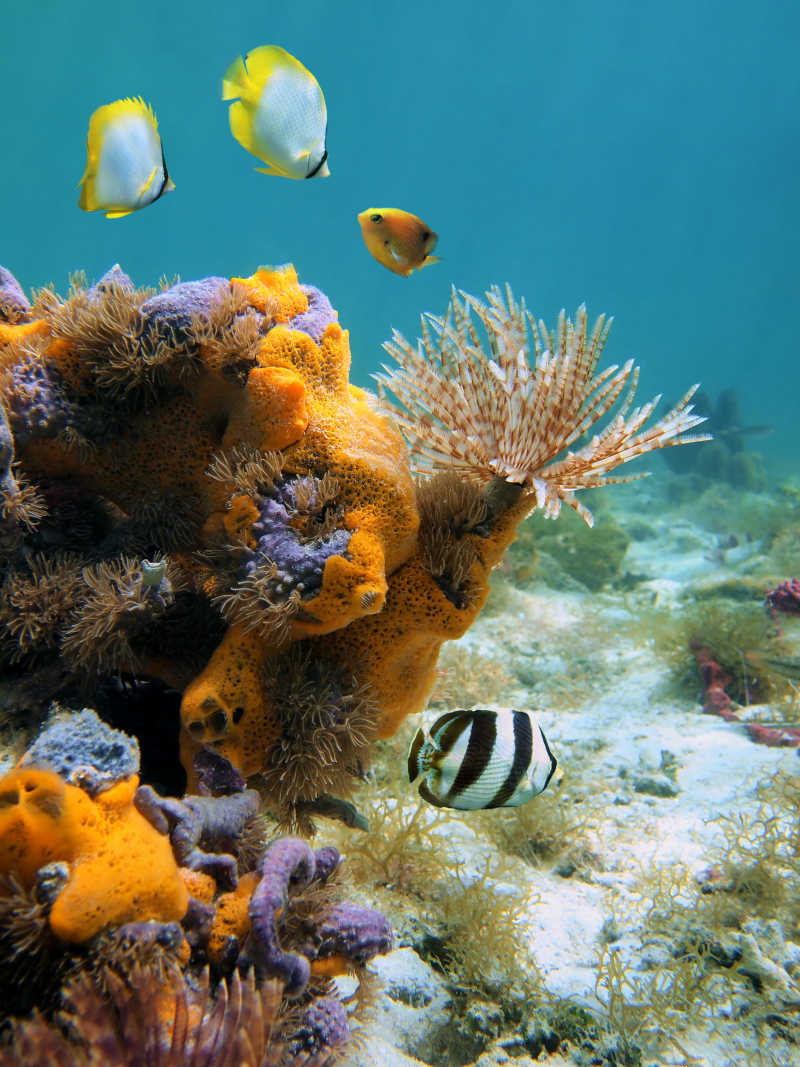 美丽的海底珊瑚和鱼