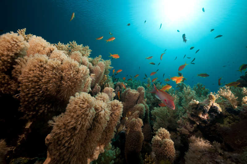 红海的海葵珊瑚和热带水下生活