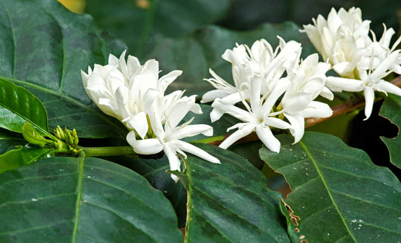 咖啡树和白花