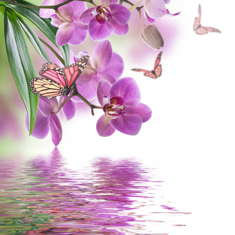 热带兰花和蝴蝶的花背景