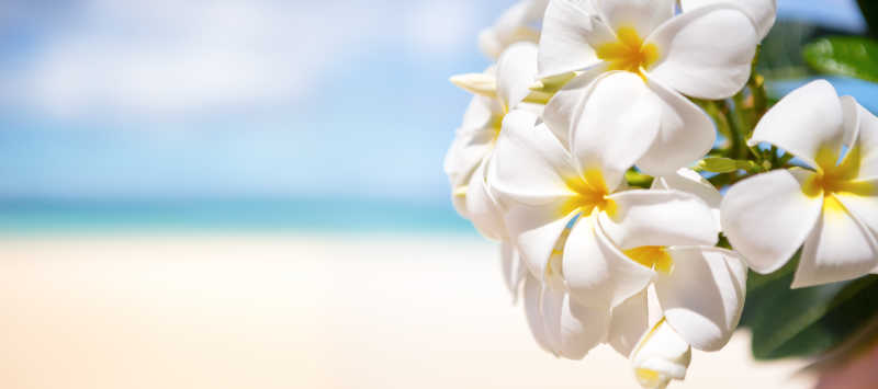 美丽的海滩上的热带热带花卉
