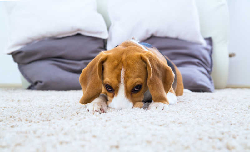 在地毯上放松的狗