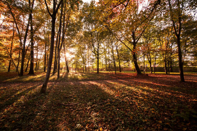 秋天的阳光照亮的森林和落叶