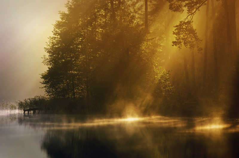 浓雾弥漫的黎明河边的橡树林里