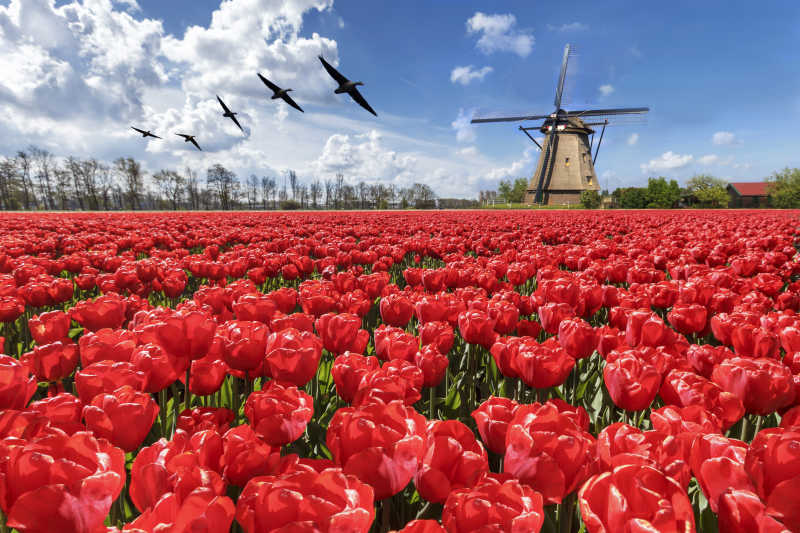 荷兰春季的红色郁金香郁和风车