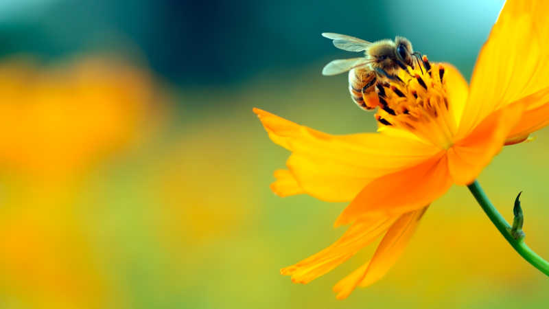 蜜蜂在黄花上授粉