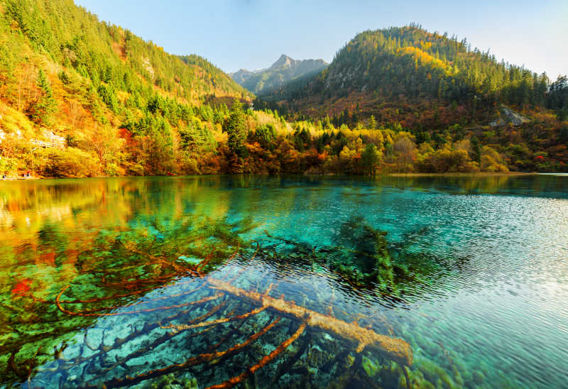 五色湖里的倒木美丽风景