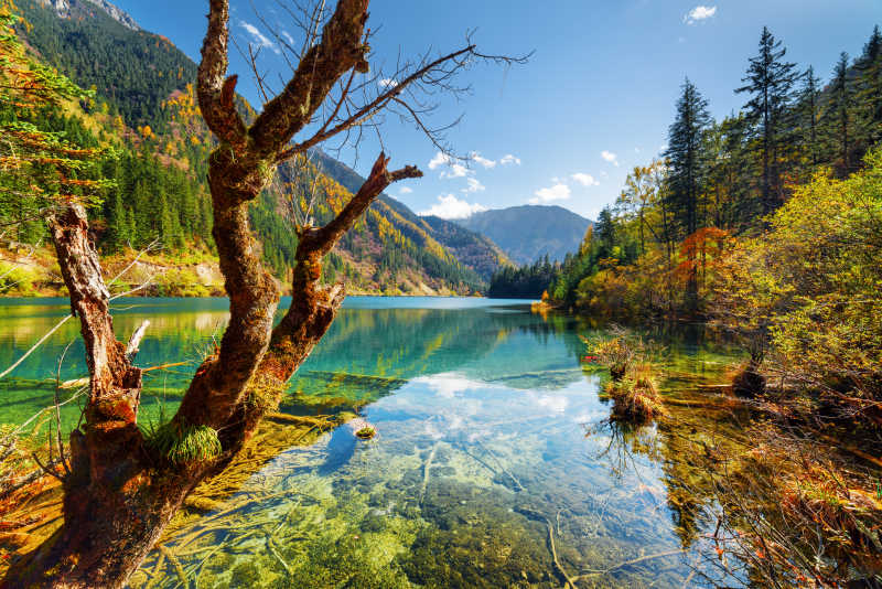秋天森林湖泊的沉水景象